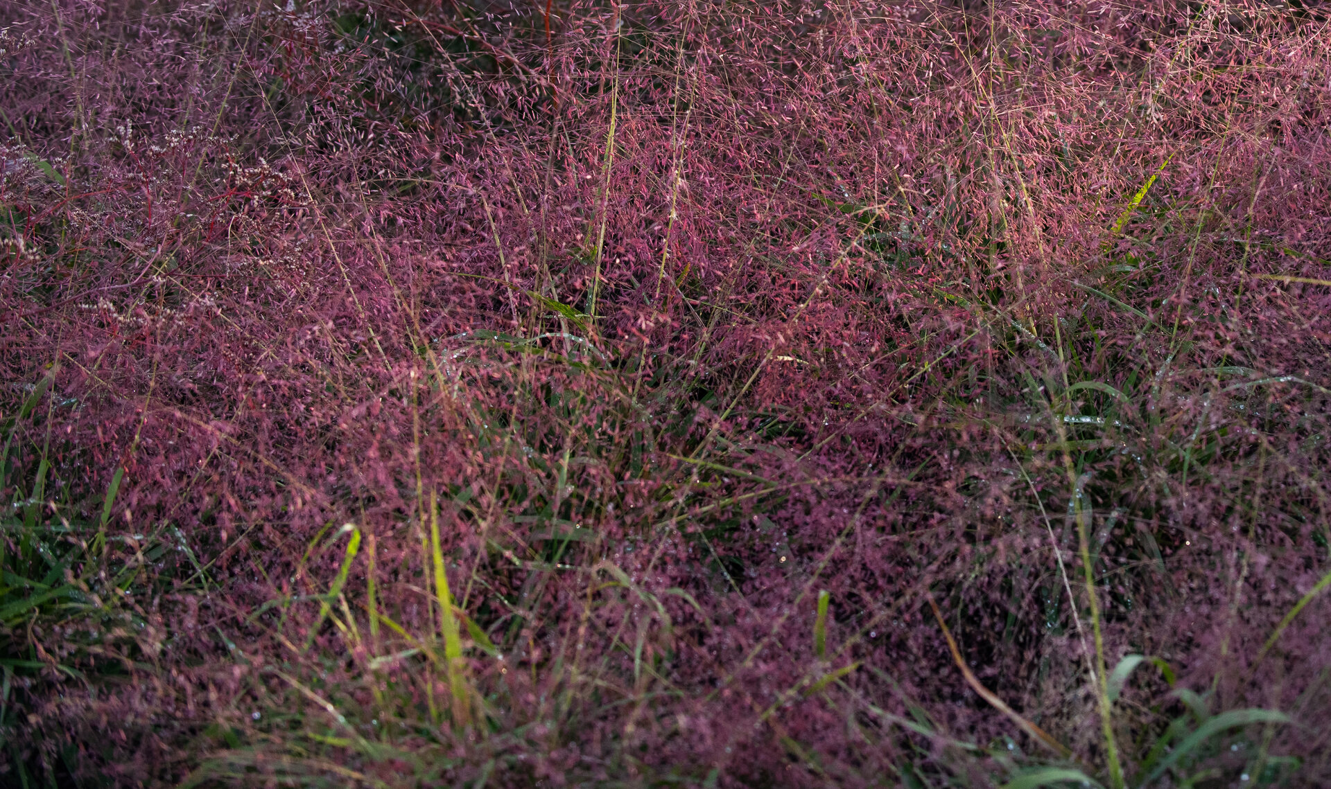 Eragrostis spectabilis